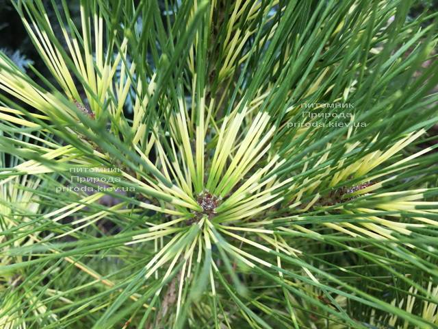 Сосна веймутова (Pinus Golden Ghost) ФОТО Питомник растений Природа Priroda