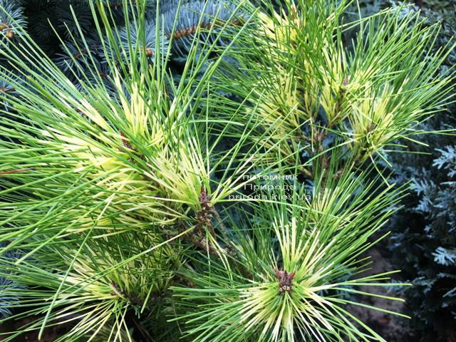 Сосна веймутова (Pinus Golden Ghost) ФОТО Питомник растений Природа Priroda
