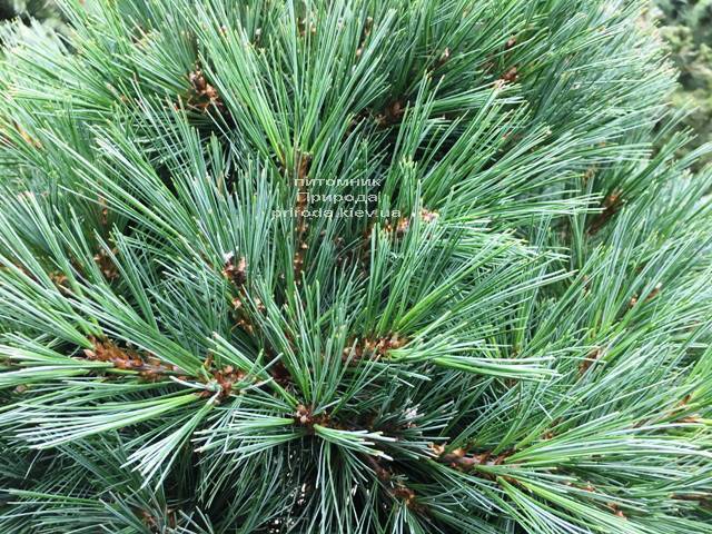Сосна веймутова Макопин (Pinus strobus Macopin) ФОТО Питомник растений Природа Priroda