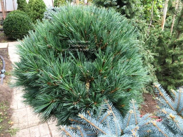 Сосна веймутова Макопин (Pinus strobus Macopin) ФОТО Питомник растений Природа Priroda