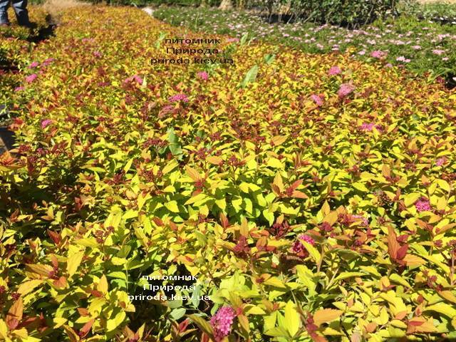 Спирея японская Меджик Карпет (Spiraea japonica Magic Carpet) ФОТО Питомник растений Природа Priroda