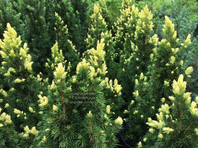 Ель канадская сизая Рейнбоуз Энд (Picea glauca Rainbows End) ФОТО Питомник растений Природа Priroda