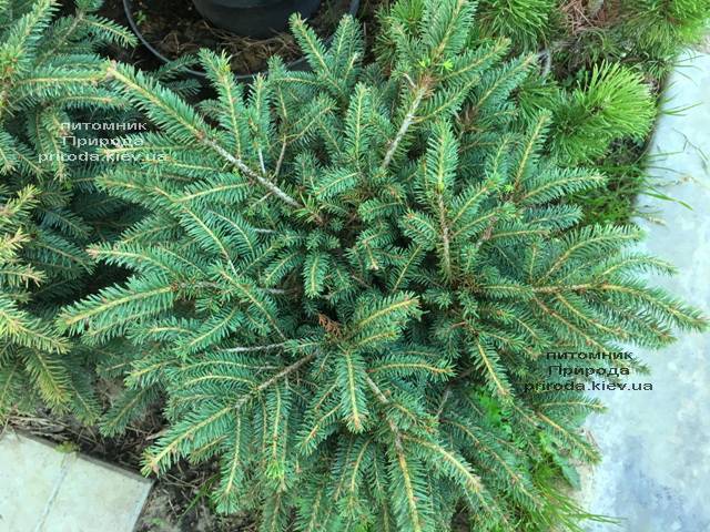 Ель обыкновенная Нидиформис (Picea abies Nidiformis) ФОТО Питомник растений Природа Priroda