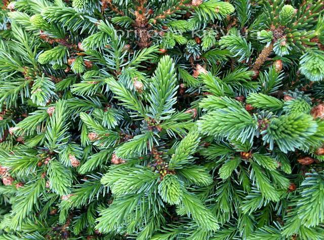 Ель сербская Нана (Picea omorika Nana) ФОТО Питомник растений Природа Priroda