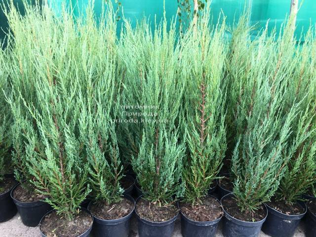 Можжевельник скальный Блю Арроу (Блю Эрроу) (Juniperus scopolorum Blue Arrow) ФОТО Питомник растений Природа Priroda