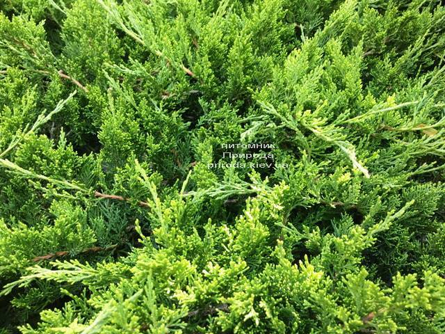 Можжевельник казацкий Рокери Джем (Juniperus sabina Rockery Gem) ФОТО Питомник растений Природа Priroda