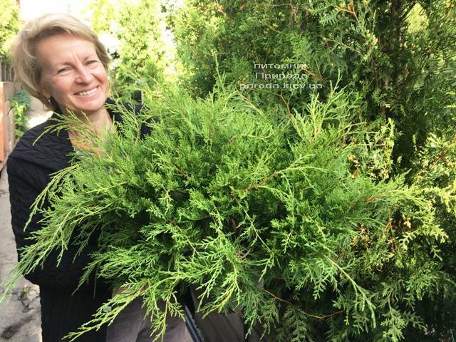 Можжевельник средний Кинг оф Спринг (Juniperus media King of Spring) ФОТО Питомник растений Природа Priroda