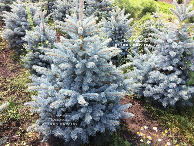 Ель голубая Супер Блю Сидлингс (Picea pungens Super Blue Seedlings) ФОТО Питомник растений Природа Priroda