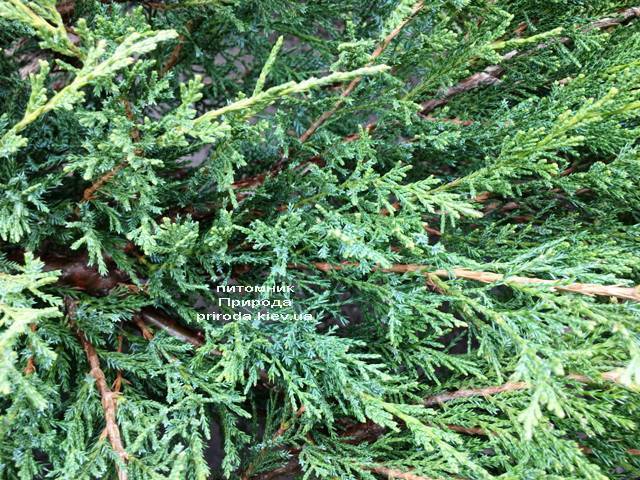 Можжевельник казацкий Блю Данау / Блю Дануб (Juniperus sabina Blaue Donau / Blue Danube) ФОТО Питомник растений Природа Priroda