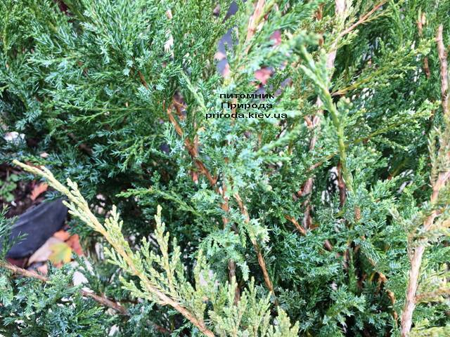 Можжевельник казацкий Блю Данау / Блю Дануб (Juniperus sabina Blaue Donau / Blue Danube) ФОТО Питомник растений Природа Priroda