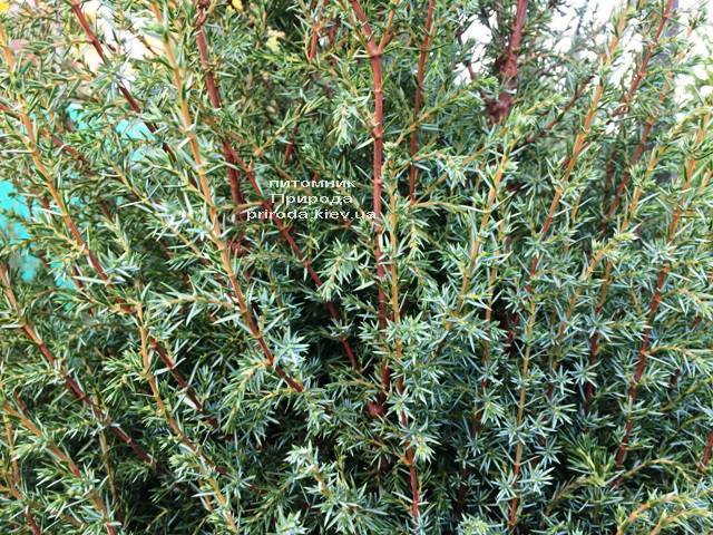 Можжевельник обыкновенный Хиберника (Juniperus communis Hibernica) ФОТО Питомник растений Природа Priroda