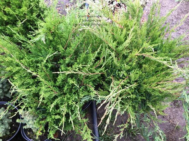 Можжевельник средний / пфитцериана Минт Джулеп (Juniperus media / pfitzeriana Mint Julep) ФОТО Питомник растений Природа Priroda