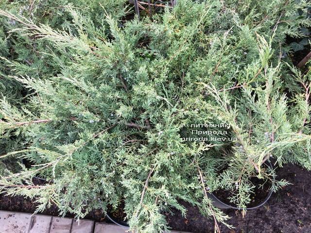 Можжевельник виргинский Хетц (Juniperus virginiana Hetz) ФОТО Питомник растений Природа Priroda