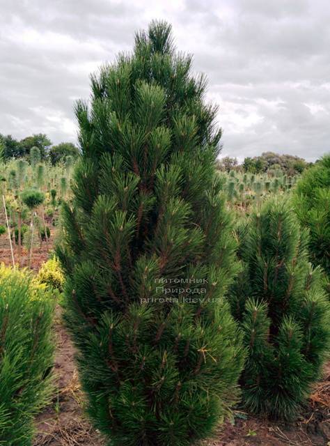Сосна чёрная Грин Тауэр (Pinus nigra Green Tower) ФОТО Питомник растений Природа Priroda