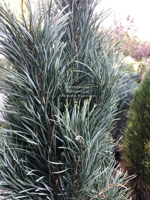 Сосна обыкновенная Фастигиата (Pinus sylvestris Fastigiata) ФОТО Питомник растений Природа Priroda