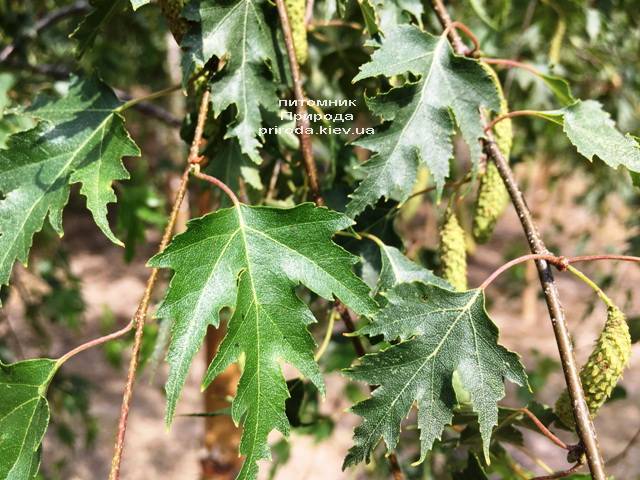 Берёза повислая Далекарлика (Betula pendula Dalecarlica) ФОТО Питомник растений Природа (Priroda)
