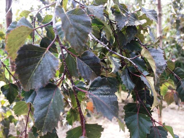 Берёза повислая Пурпуреа (Betula pendula Purpurea) ФОТО Питомник растений Природа (Priroda)