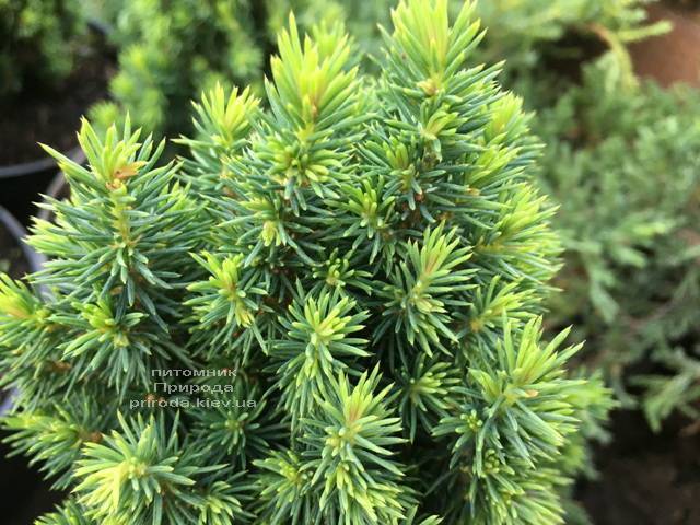Ель канадская Лаурин (Picea glauca Laurin) ФОТО Питомник растений Природа Priroda (296)