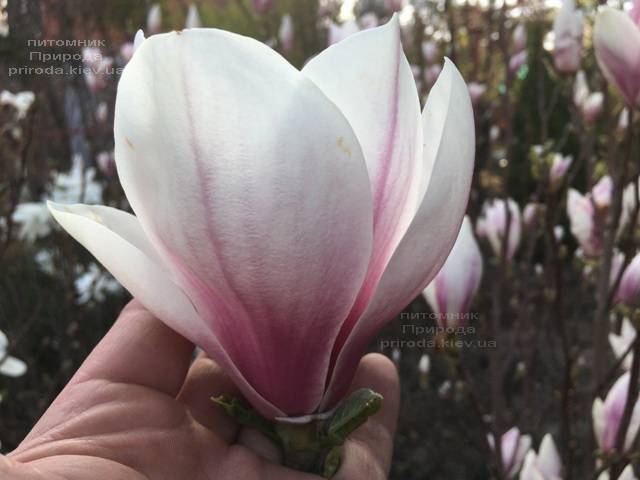 Магнолия Суланжа (Magnolia soulangeana) ФОТО Питомник растений Природа Priroda