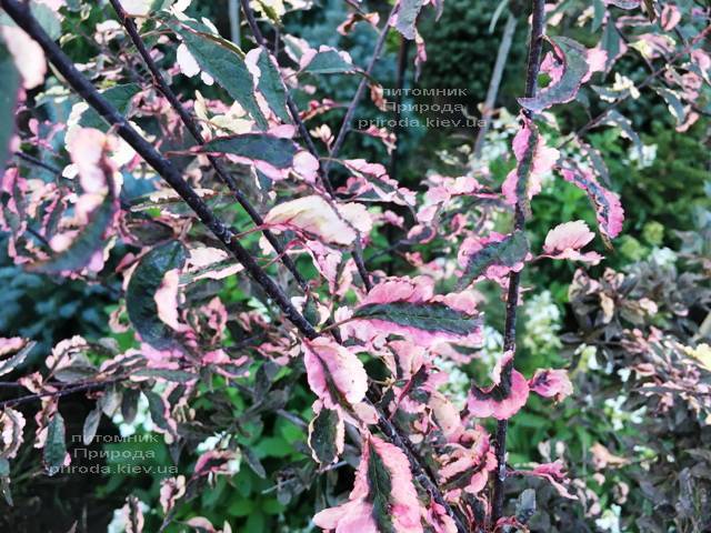 Слива растопыренная Хессея на штамбе (Prunus cerasifera Hessei) ФОТО Питомник растений Природа (Priroda)