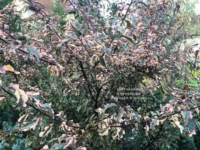 Слива растопыренная Хессея на штамбе (Prunus cerasifera Hessei) ФОТО Питомник растений Природа (Priroda)