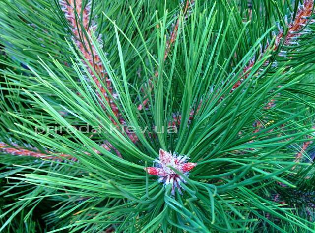 Сосна крымская (Pinus pallasiana) ФОТО Питомник растений Природа Priroda