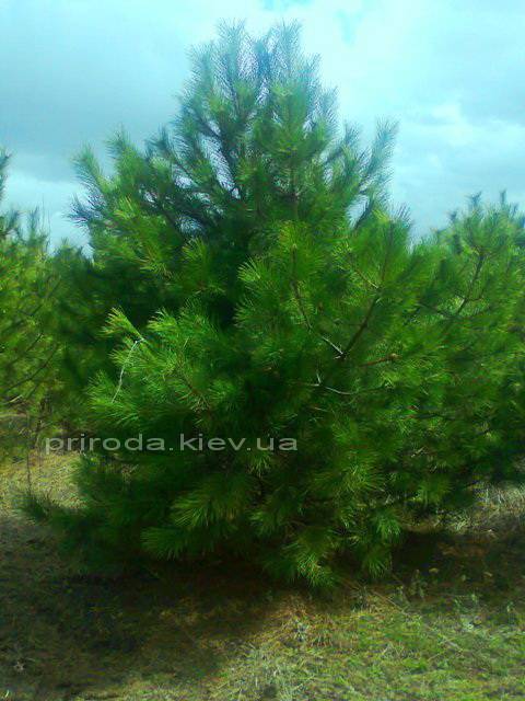 Сосна крымская (Pinus pallasiana) ФОТО Питомник растений Природа Priroda