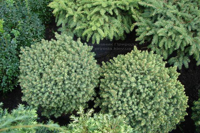Ель канадская Эхиниформис (Picea glauca Echiniformis) ФОТО Питомник растений Природа (Priroda)