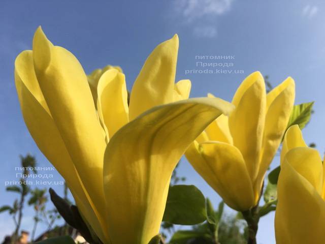 Магнолия Дафни (Magnolia Daphne) ФОТО Питомник растений Природа (Priroda)