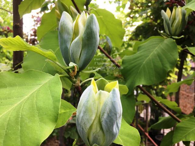 Магнолия Голубой Опал (Maqnolia acuminata Blue Opal) ФОТО Питомник растений Природа (Priroda)