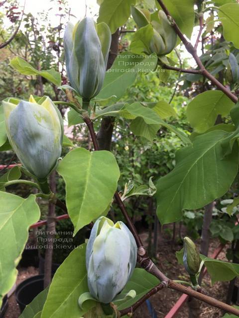 Магнолия Голубой Опал (Maqnolia acuminata Blue Opal) ФОТО Питомник растений Природа (Priroda)