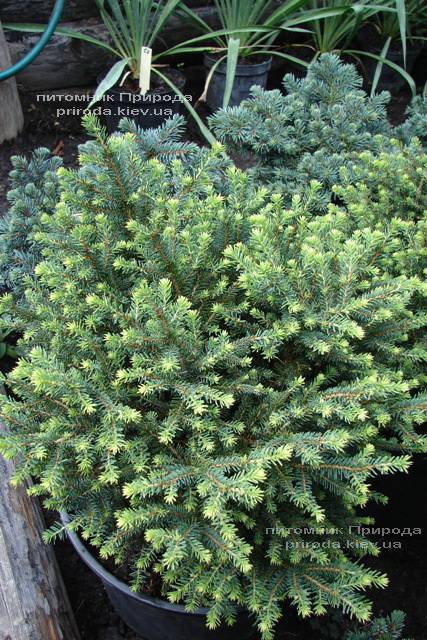 Ялина сербська Карел (Picea omorika Karel) ФОТО Розплідник рослин Природа (Priroda)