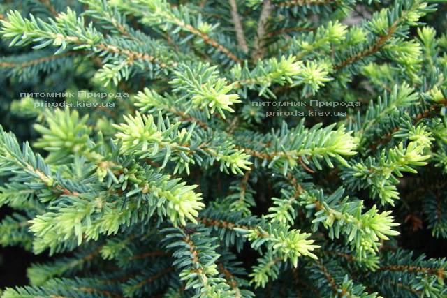 Ель сербская Карел (Picea omorika Karel) ФОТО Питомник растений Природа (Priroda)