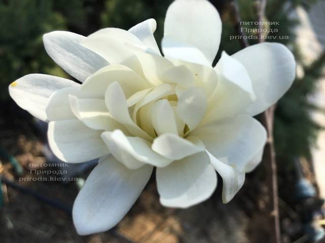 Магнолия звёздчатая Роял Стар (Magnolia stellata Royal Star) ФОТО Питомник растений Природа (Priroda)