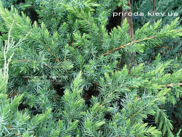 Можжевельник прибрежный Шлягер (Juniperus conferta Schlager) ФОТО Питомник растений Природа (Priroda)