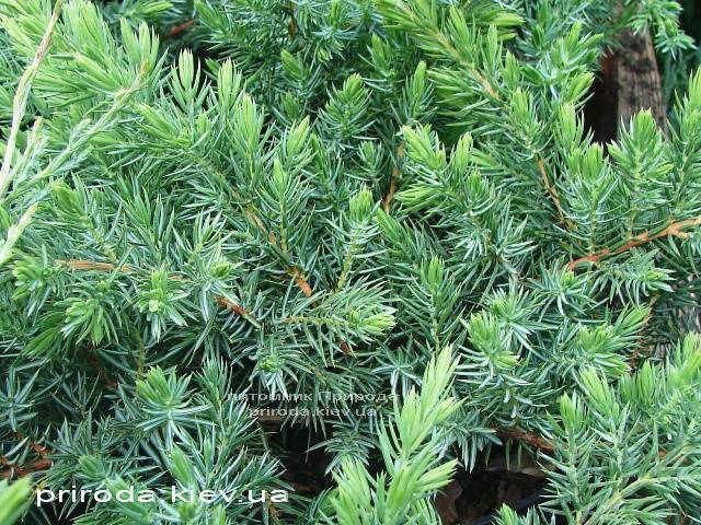 Можжевельник прибрежный Шлягер (Juniperus conferta Schlager) ФОТО Питомник растений Природа (Priroda)