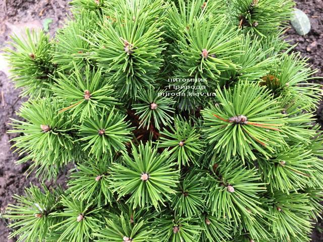 Сосна горная Бенжамин (Pinus mugo Benjamin) ФОТО Питомник растений Природа (Priroda)