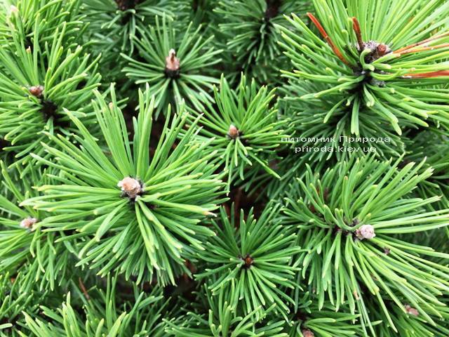 Сосна горная Бенжамин (Pinus mugo Benjamin) ФОТО Питомник растений Природа (Priroda)