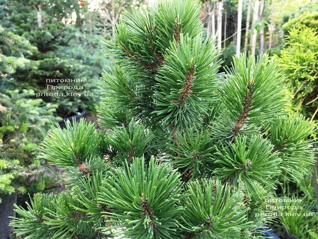 Сосна горная Мумпиц (Pinus mugo Mumpitz) ФОТО Питомник растений Природа (Priroda)
