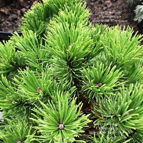 Сосна горная Винтер Голд (Pinus mugo Winter Gold) ФОТО Питомник растений Природа (Priroda)