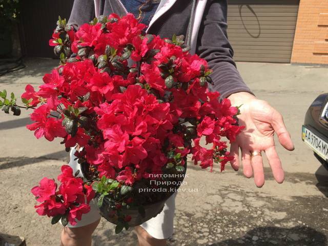 Азалия японская Фридолайн (Rhododendron Fridoline) ФОТО Питомник растений Природа (Priroda) (3)