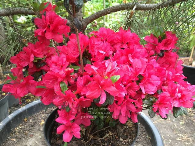 Азалия японская Марушка (Rhododendron Marushka) ФОТО Питомник растений Природа (Priroda) (6)