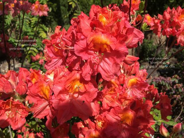 Азалия крупноцветковая Джуанита (Рододендрон листопадный Rhododendron Juanita) ФОТО Питомник растений Природа (Priroda) (6)