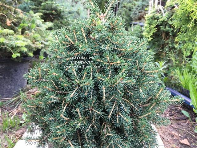 Ель обыкновенная Данс Дварф (Picea abies Dan's Dwarf) ФОТО Питомник растений Природа (Priroda)