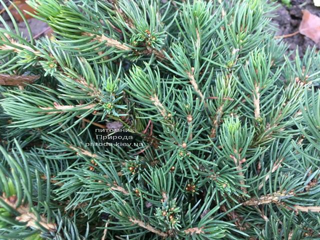 Ель обыкновенная Томпа (Picea abies Tompa) ФОТО Питомник растений Природа (Priroda)