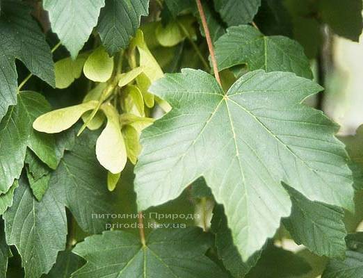 Клен ложноплатановый / Явор (Acer pseudoplatanus) ФОТО Питомник растений Природа (Priroda) (2)