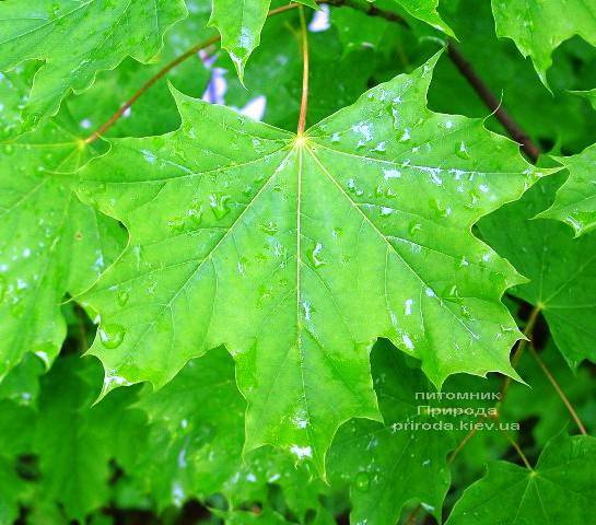 Клен остролистный (Acer platanoides) ФОТО Питомник растений Природа (Priroda) (4)