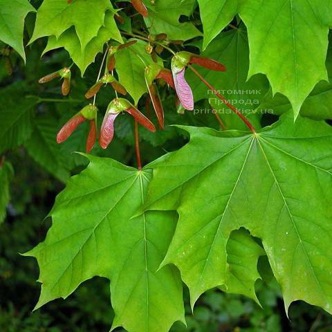 Клен остролистный (Acer platanoides) ФОТО Питомник растений Природа (Priroda) (5)