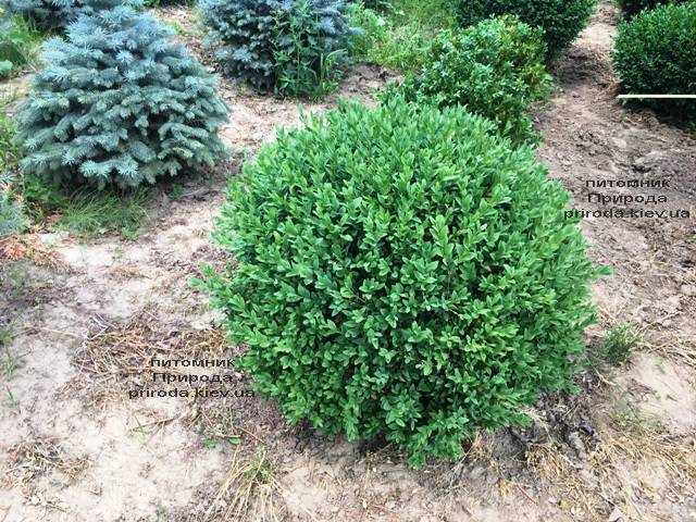 Самшит вечнозелёный Шар (Buxus sempervirens Boll) ФОТО Питомник растений Природа (Priroda) (37)
