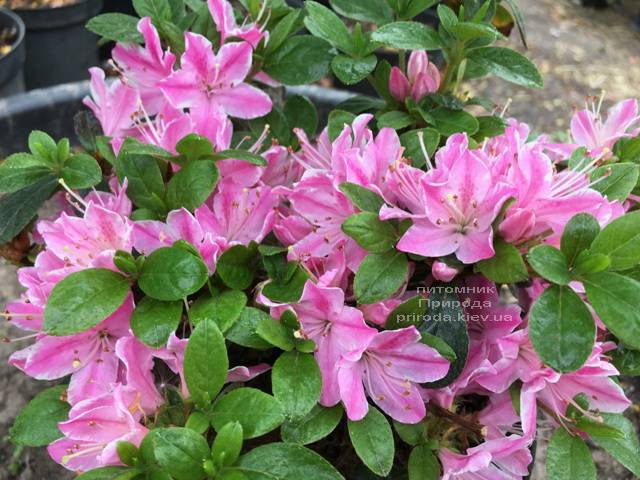 Азалия японская Кермезина Роуз (Rhododendron Kermesina Rose) ФОТО Питомник растений Природа (Priroda) (1)